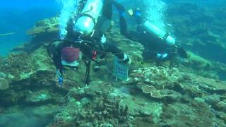 05032015 Lanyu 3rd Reef check site Invertbrate investigation-Tim & Hai-Wen