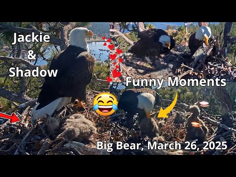 Shadow! Do Not Clean The Chick Up!🤣 Funny Moments & Milestones, March 26, 2025