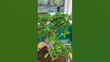 The Chinese Elm is the ultimate beginners bonsai!