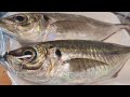 律丸の鮮魚販売🐟今日の魚介は「石鯛、フエフキ、アジなど」です!!初めての方も大歓迎🫶注文方法は説明欄⬇をご覧ください☺