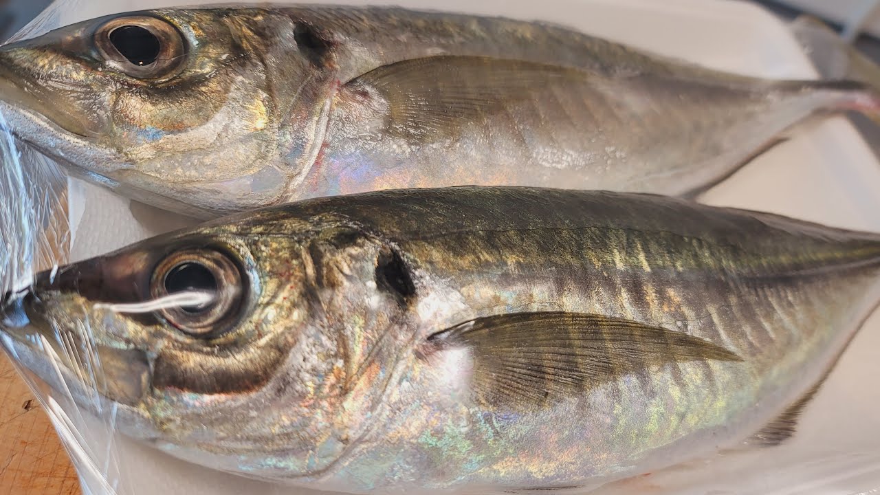律丸の鮮魚販売🐟今日の魚介は「石鯛、フエフキ、アジなど」です!!初めての方も大歓迎🫶注文方法は説明欄⬇をご覧ください☺