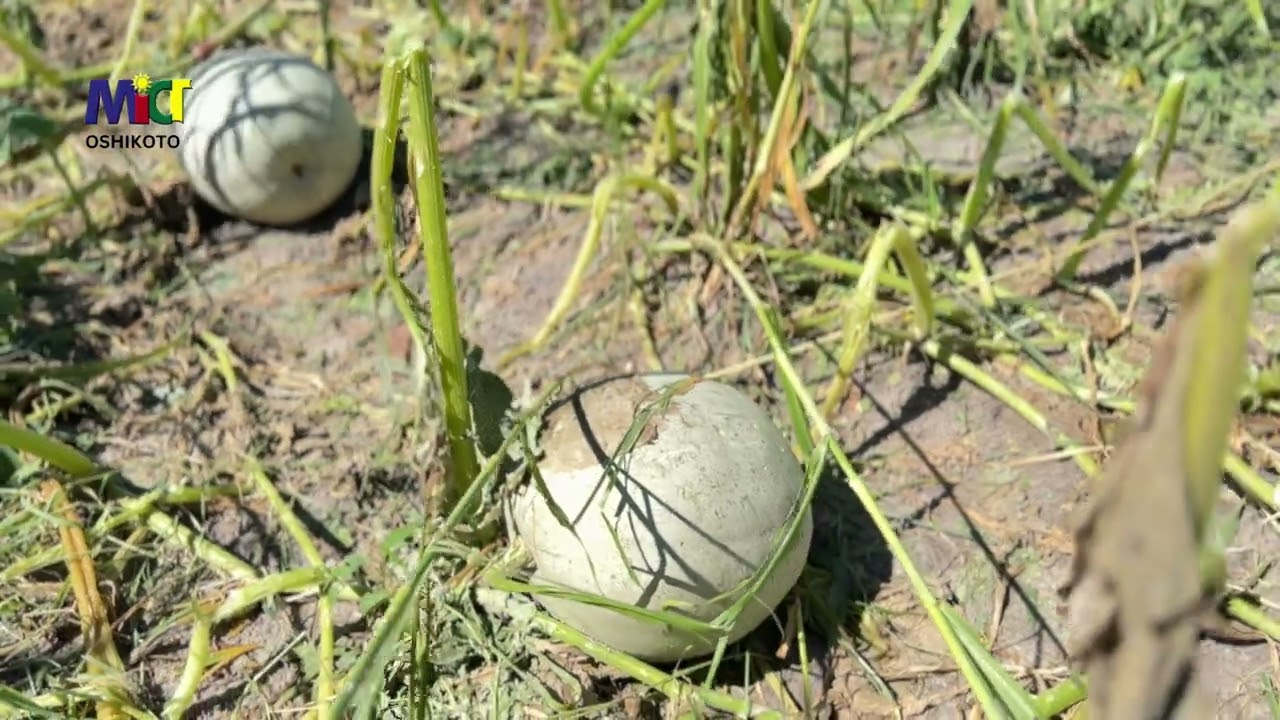 Uuhama residents seek assistance