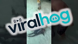 Instructor Talks to Nurse Sharks || ViralHog