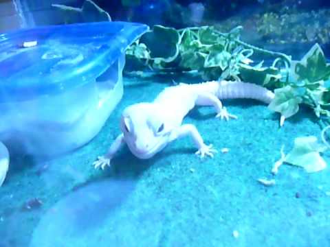 geckos food Leopard Gecko Eats A Mouse
