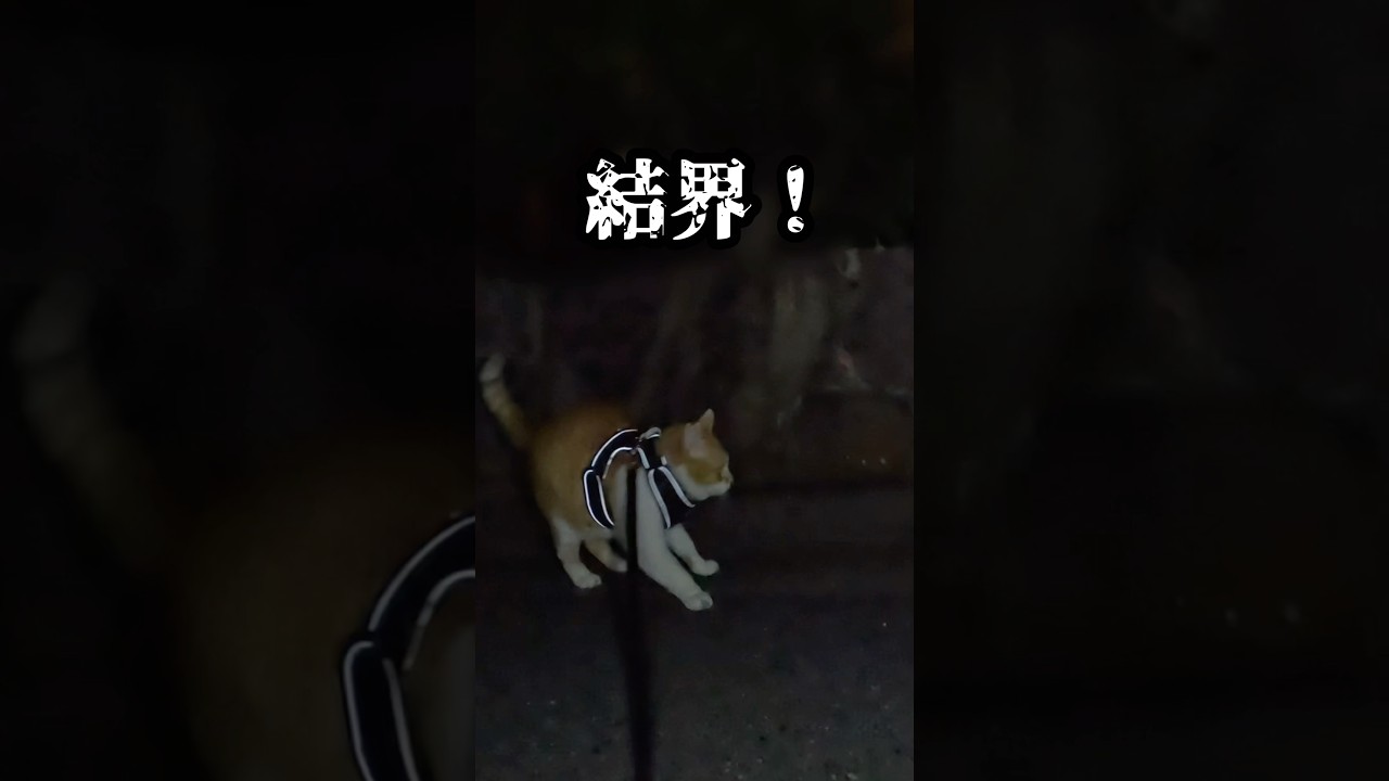 結界が張られて進めない #元野良猫チャチャ#猫武将 #ゆるめにたのむ #ネコ #ねこ #猫 #cat
