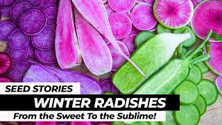 SEED STORIES | Winter Radishes: From the Sweet To the Sublime