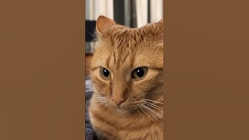 Memes I saved - Part 53