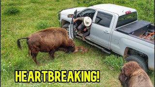 We Left the Ranch and This Happened! Our Bison Cow Had...