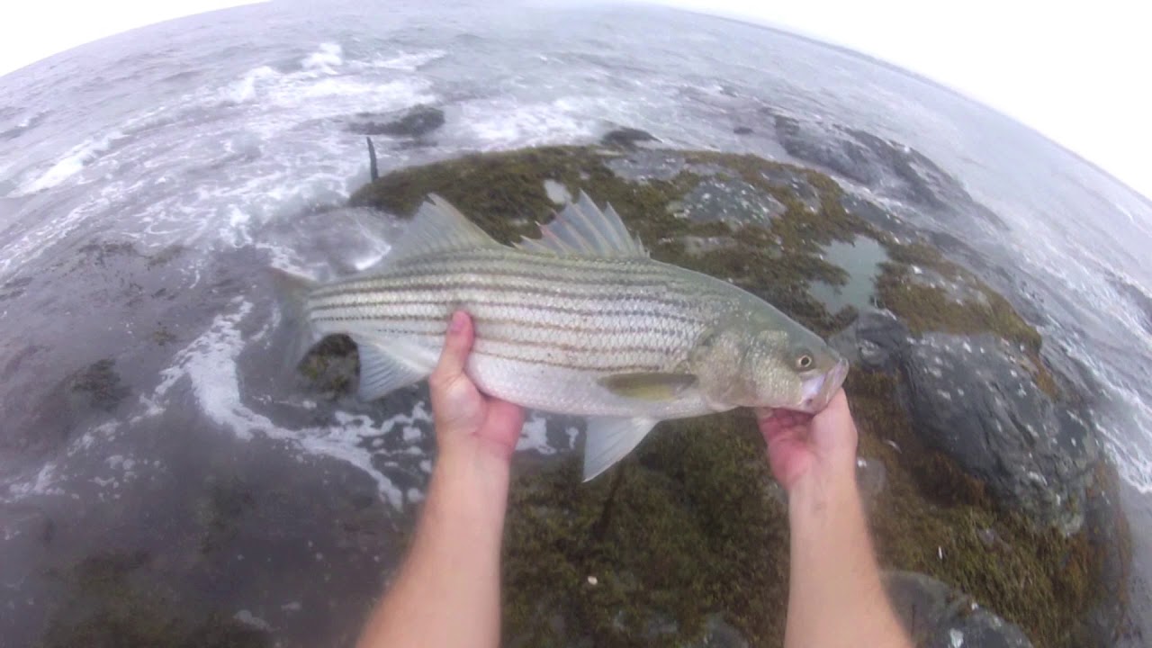 CRAZY Aggressive Striped Bass Feeding Frenzy. Surf Fishing Rhode Island
