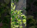cabenya warna ungu #trending #farming #berkebun