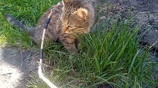 A walk on the street with a small cat, without words, the sound of living nature