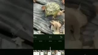 Download Lagu Katak ketawa 😂 MP3