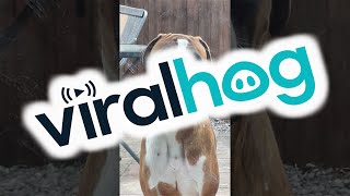 Naughty Boxer Frowns From Time Out || ViralHog