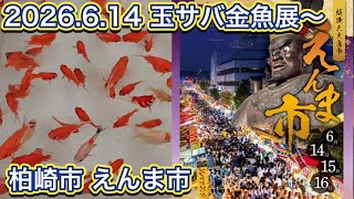 金薩玉きんさつぎょく 2026.6.14 玉サバ金魚展〜柏崎市 えんま市 - YouTube