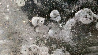 LION 1 - Were EVOs or Condensed Plasmoids abundant outside reactor