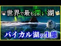 【ゆっくり解説】世界で最も深い極寒の湖「バイカル湖」の生態を解説/世界最古、世界一を複数持つ湖…バイカル湖の悲劇とは？