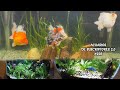 HERMOSOS PECES GOLDFISH Y ACUARIOS PLANTADOS | Acuarios de Suscriptores 2.0 #228 | AcuariosLP