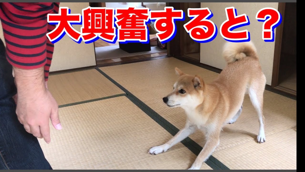 柴犬あるある 大興奮時の行動をお見せします Shiba Runs Youtube