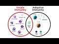 Immune System Concepts and Mechanisms