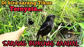 Bulan Dan Waktu Yang Tepat Untuk Mencari Sarang Burung DECU, Burung Endemik SULAWESI