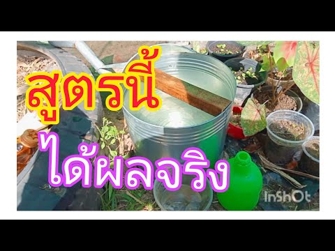 สูตรป้องกันและบำรุงต้นบอนสี