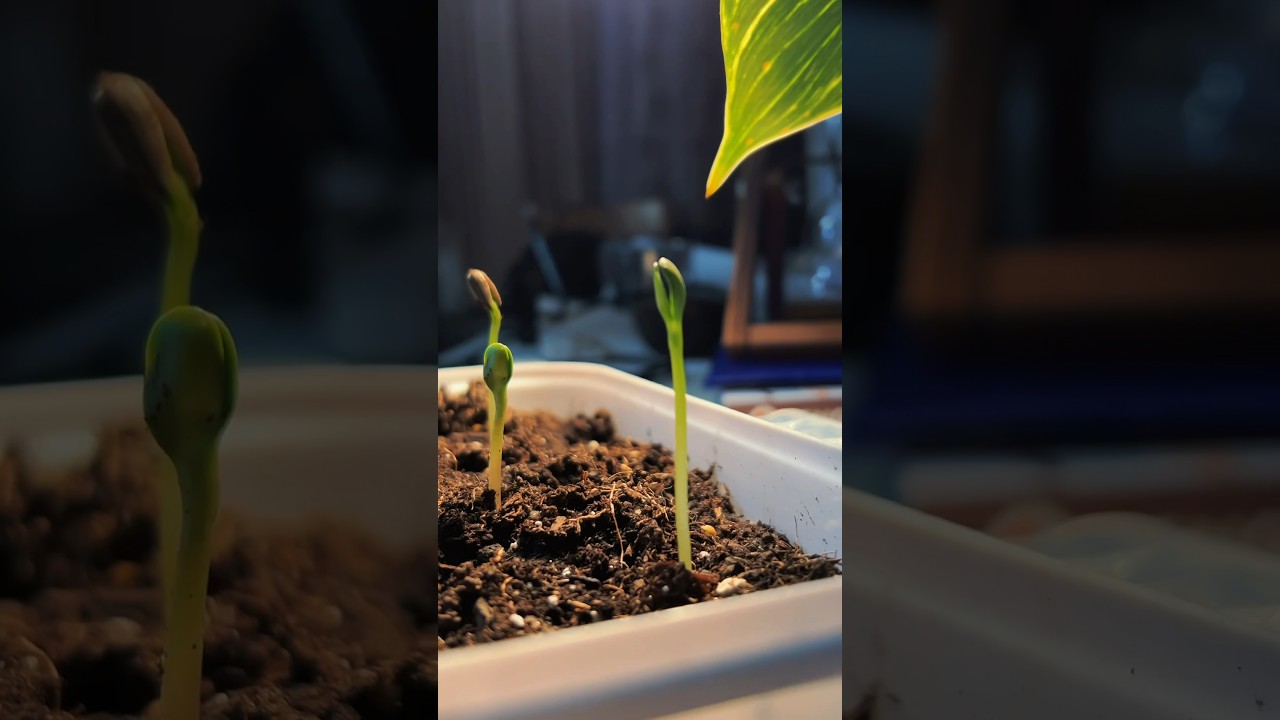 A sunflower growing Timelapse. plants gardening YouTube