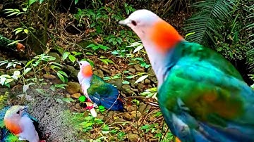 burung Pergam dan Punai @Camoflase Hunting