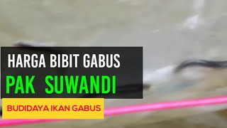 PART 169. HARGA BIBIT IKAN GABUS PAK SUWANDI UKURAN 6-7 | BUDIDAYA IKAN GABUS