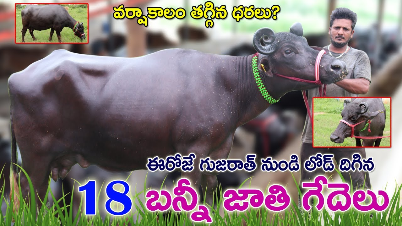 18 బన్నీ జాతి గేదెలు అమ్మకానికి కలవు | 7794978934 | తగ్గిన ధరలు? Bunny Buffaloes for sale |CBNews