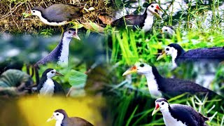 Jal Murgi #voice #called #Bird #sound