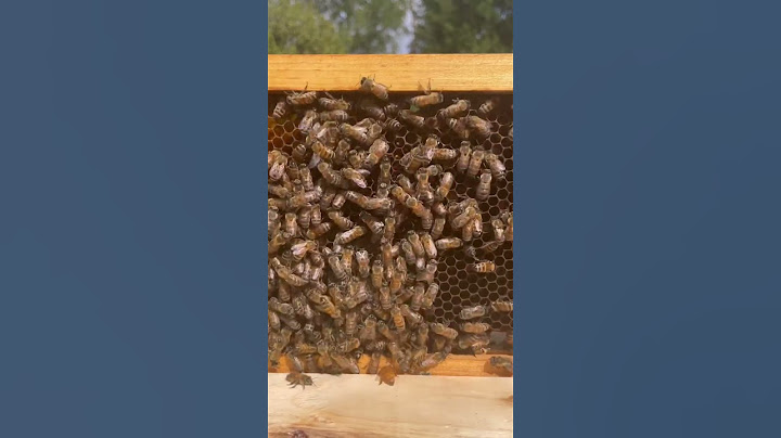 Can You Find the Queen Bee? (Expert Level)