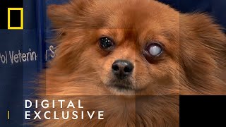 Emergency Eye Surgery for Pomeranian | The Incredible Dr Pol | National Geographic UK
