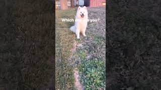 ProTech Spraying Service….dog