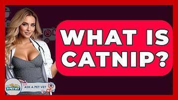 What Is Catnip? - Ask A Pet Vet