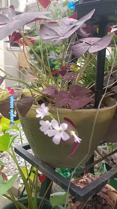 Purple Shamrock Plant #shorts