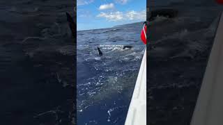 Free dive with sharks ✅ they were so cute #hawaii #fyp #sharks #freedive