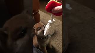 柴犬りんご郎 Shiba Inu Ringoroの最新動画 Tube通