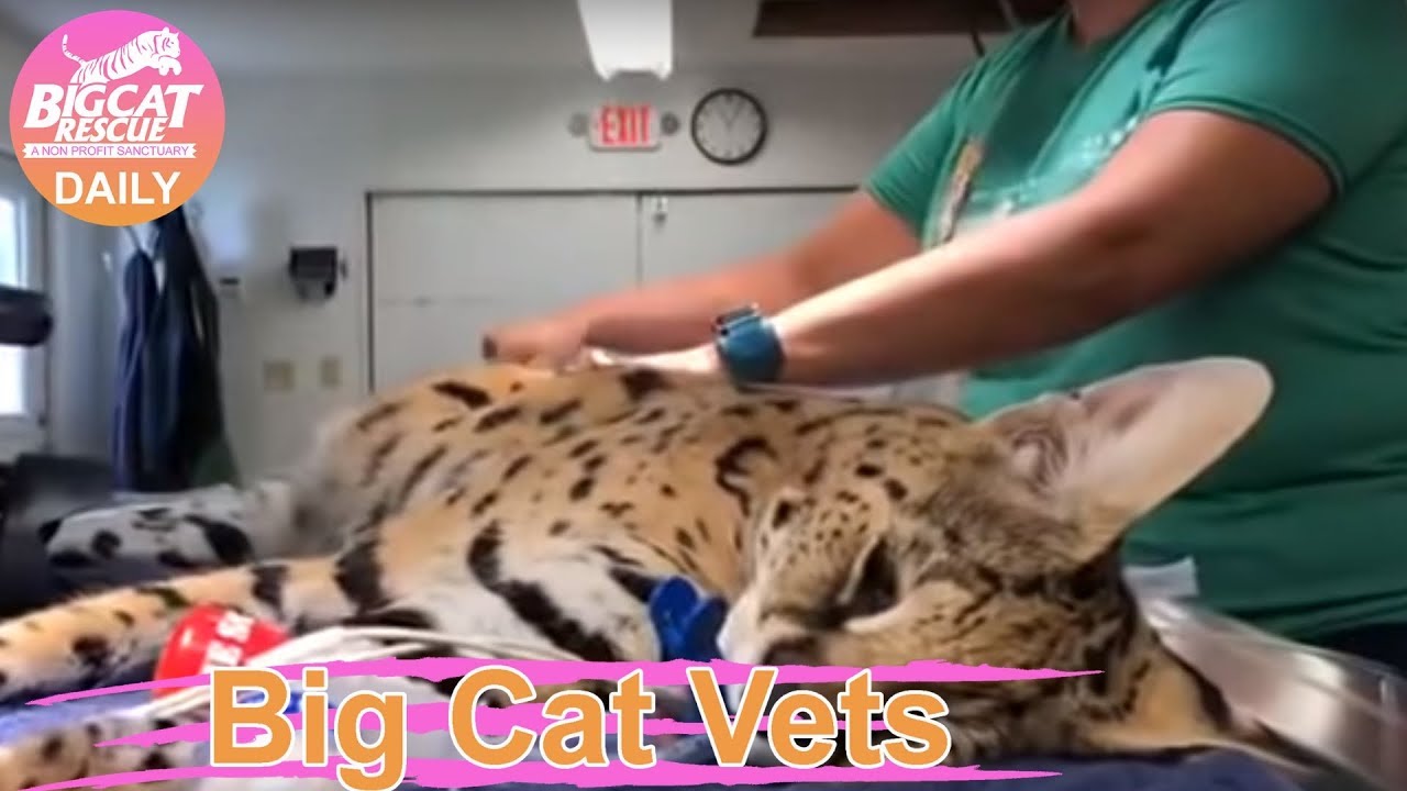 leopard print Big Cat Vets~ Des Serval 12042018