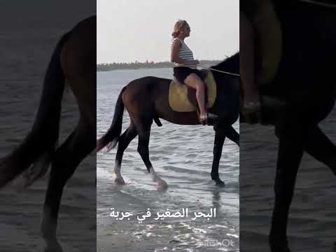 دورة على الخيل في البحر الصغير بجربة