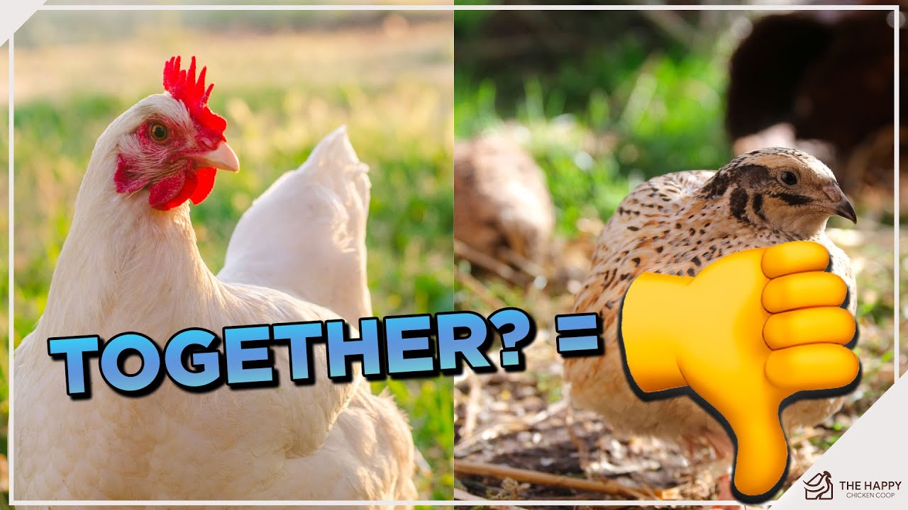 Should You Raise Quail and Chickens Together? YouTube