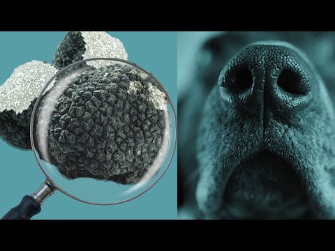 Video: Prvenstvo za pse s tartufi