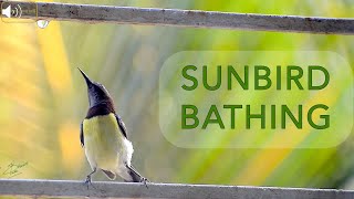 SUNBIRD BATHING