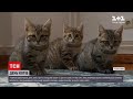 Новини світу: чому в Європі навіть безпородних котів з притулку не віддають безкоштовно