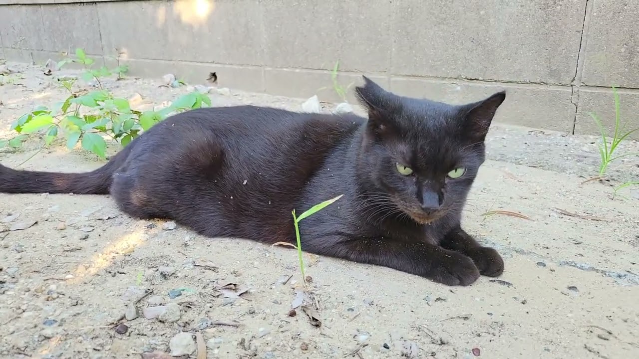 2025 09 30 さくら猫・地域猫② ララちゃん、ボス