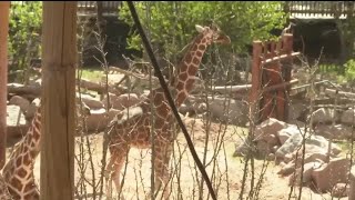 Cheyenne Mountain Zoo shares their wildfire plan