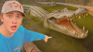 Нашёл аллигатора в заброшенном пруду!