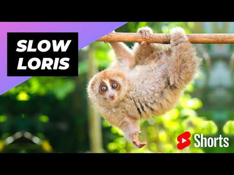 Video: Trăiesc loris lenți?