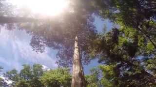 Chemtrail,  Dead Red Cedar Tree,  Climbed & Top. by charles toth 582 views 9 years ago 2 minutes, 14 seconds