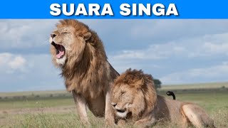 Efek Suara Singa | Lion Sound Effects