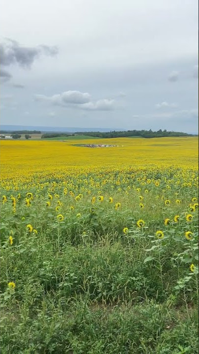 Many acres of sunflowers